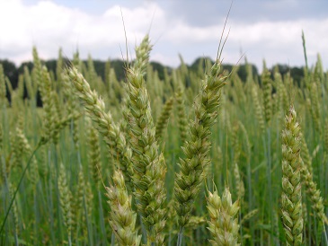 Voedwel, natuurlijk voedingsadvies, tarwe